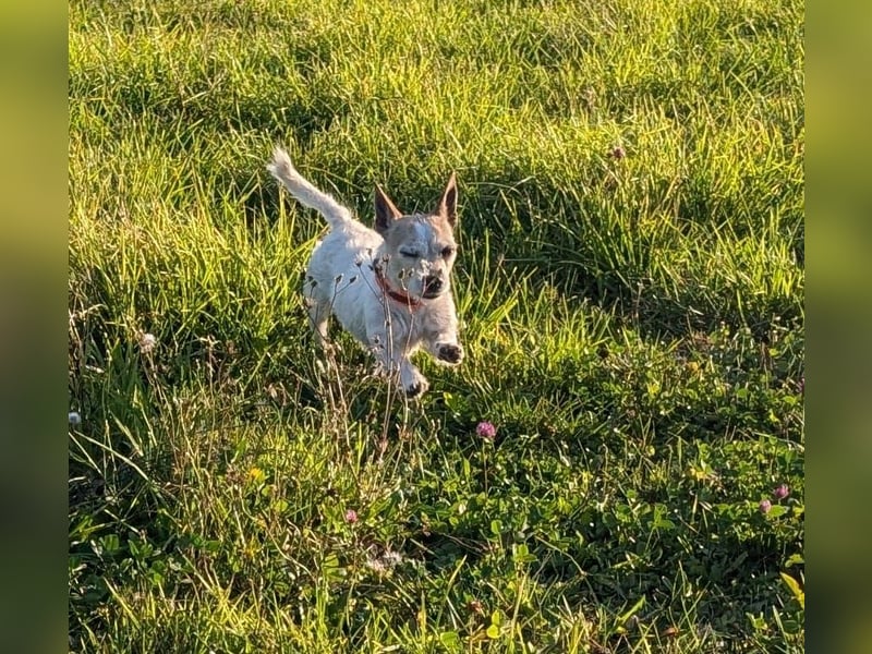 Elly  kleiner lebensfroher Sonnenschein aus 08548