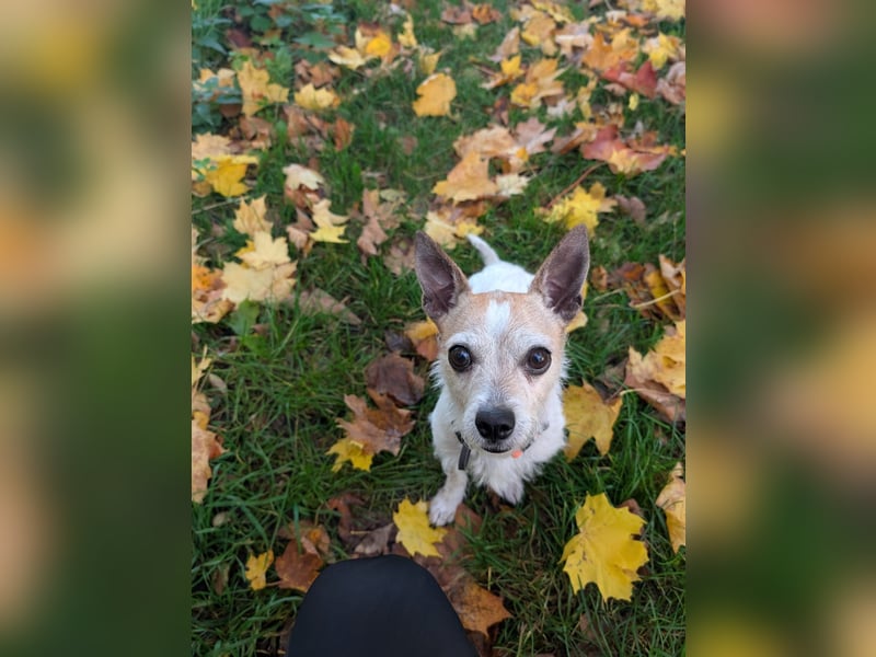 Elly  kleiner lebensfroher Sonnenschein aus 08548