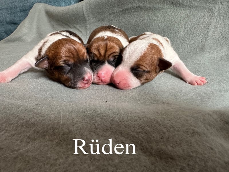 Reinrassige Jack Russell Terrier Welpen