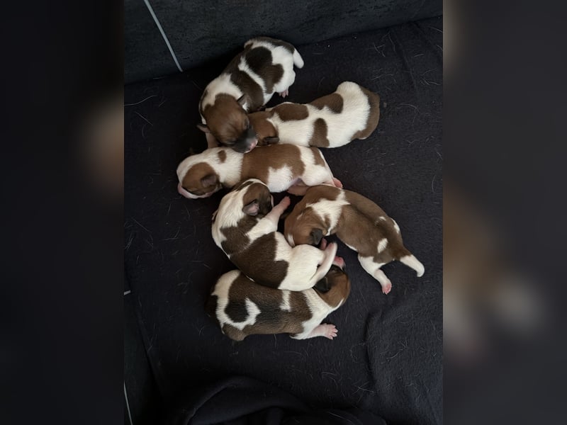 Reinrassige Jack Russell Terrier Welpen