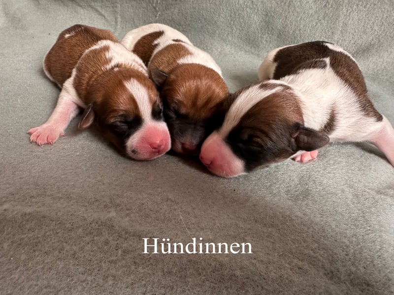 Reinrassige Jack Russell Terrier Welpen