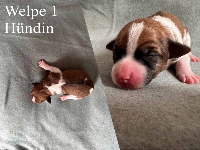 Reinrassige Jack Russell Terrier Welpen
