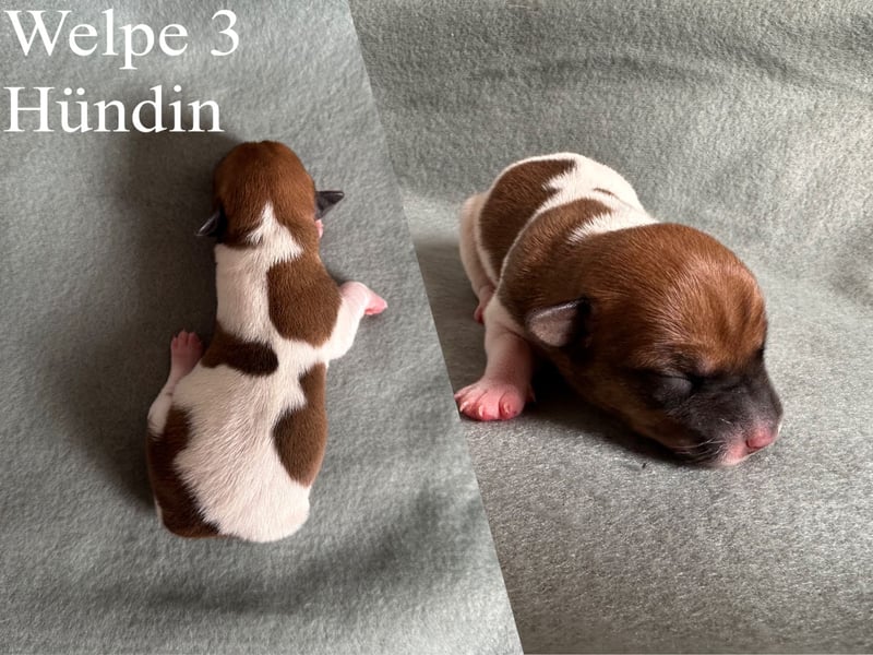 Reinrassige Jack Russell Terrier Welpen