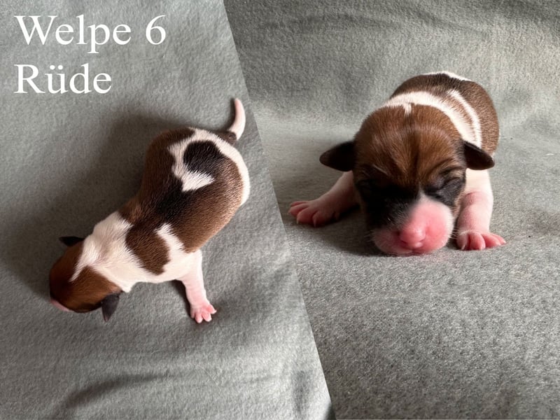 Reinrassige Jack Russell Terrier Welpen