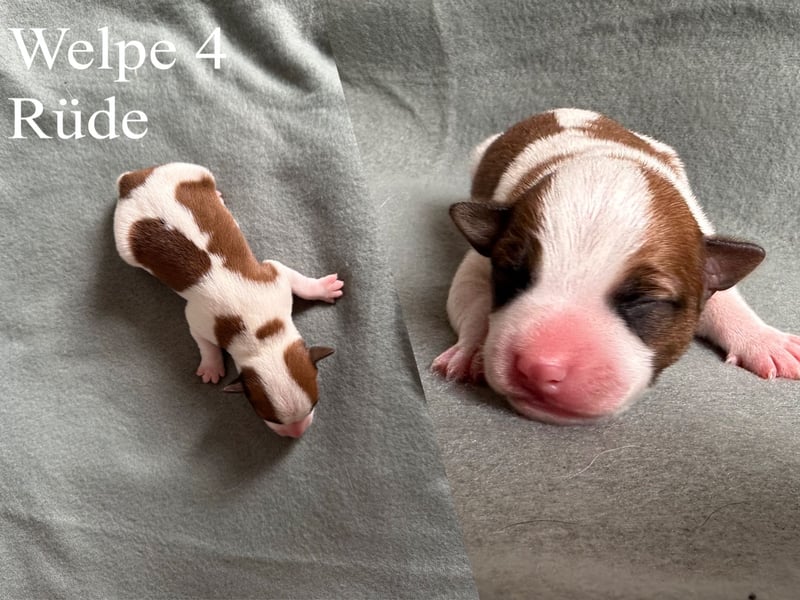 Reinrassige Jack Russell Terrier Welpen
