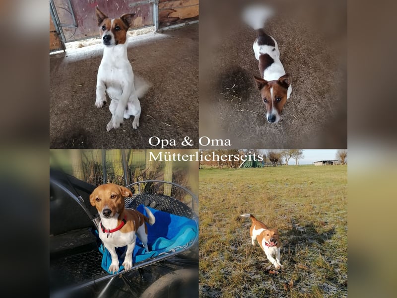 Reinrassige Jack Russell Terrier Welpen