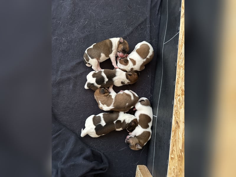 Reinrassige Jack Russell Terrier Welpen