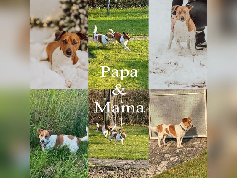 Reinrassige Jack Russell Terrier Welpen