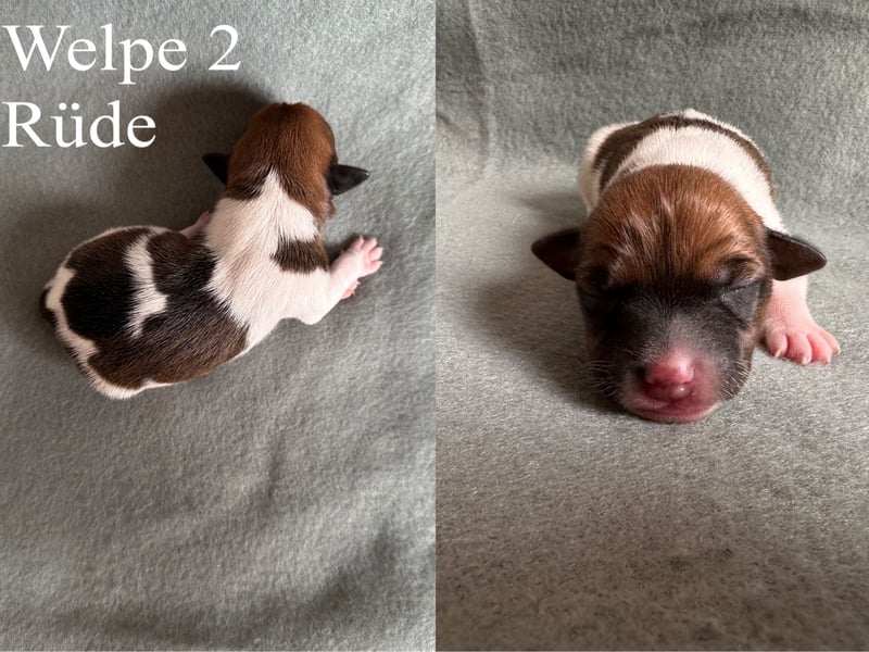 Reinrassige Jack Russell Terrier Welpen