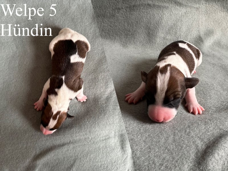 Reinrassige Jack Russell Terrier Welpen