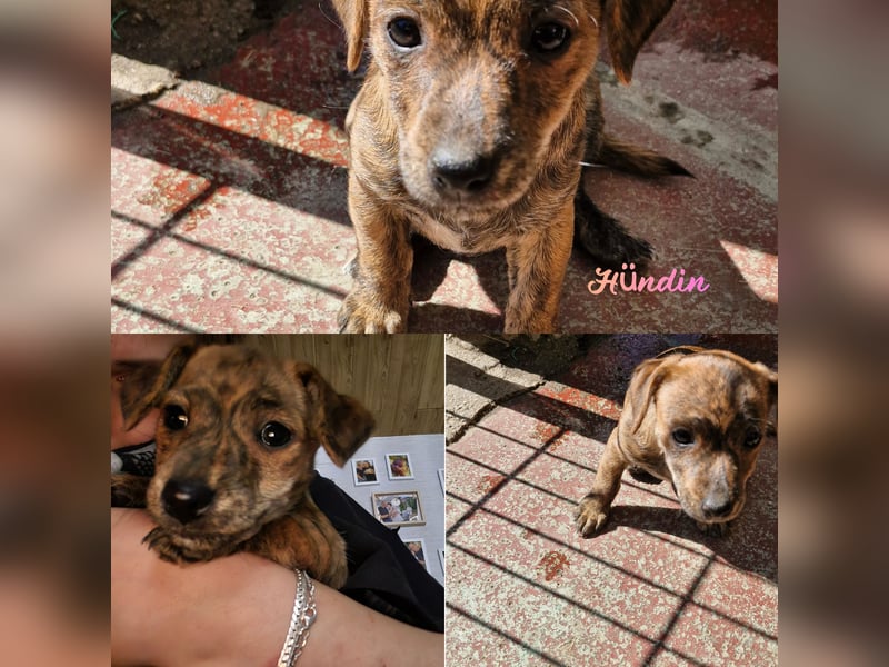 Jack Russell Welpen suchen neue Eltern