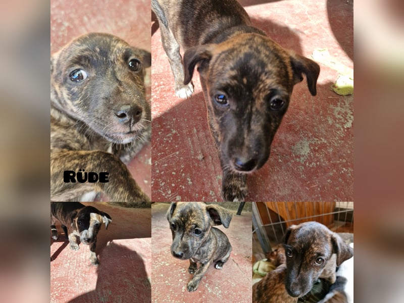 Jack Russell Welpen suchen neue Eltern