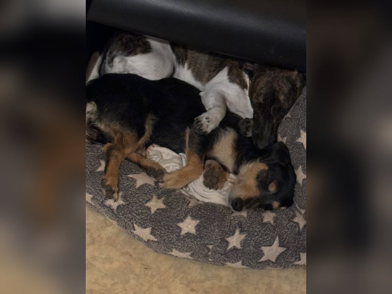 Jack Russell Welpen suchen neue Eltern