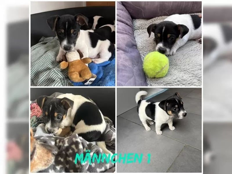 Süße Jack Russel Welpen