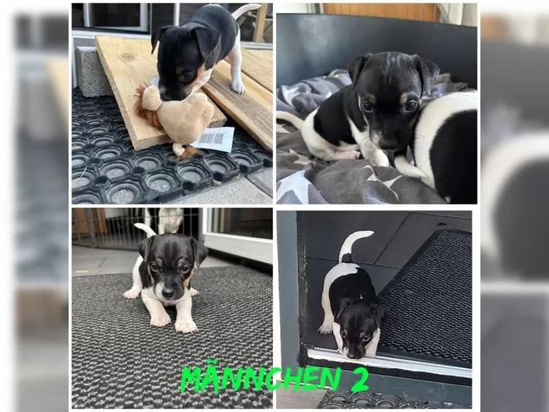 Süße Jack Russel Welpen