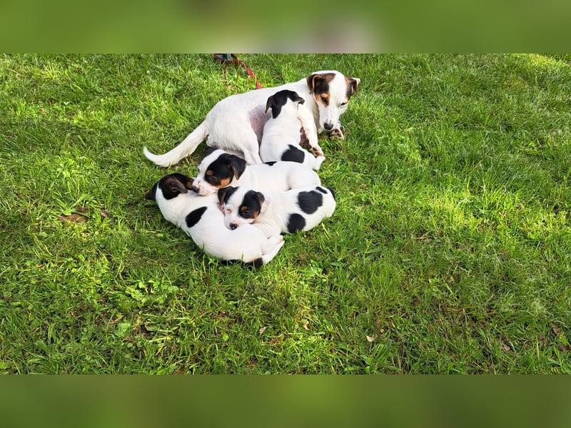 Jack Russell Terierwelpen