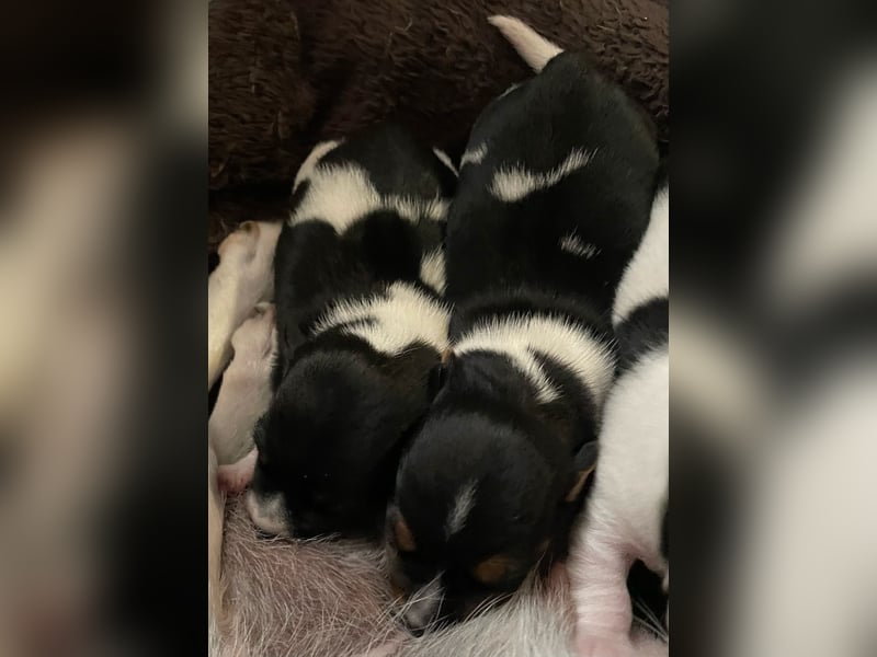Wunderschöne Jack Russel Welpen