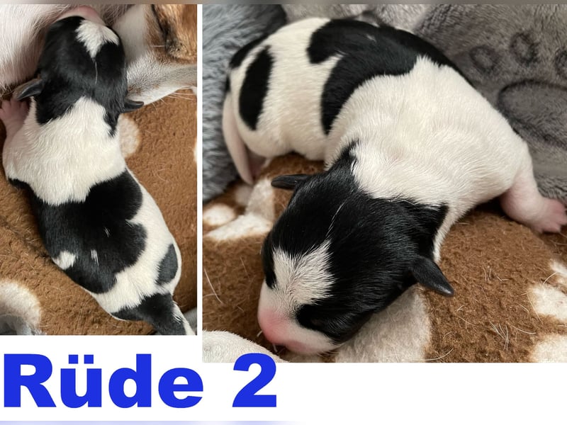 Wunderschöne Jack Russel Welpen