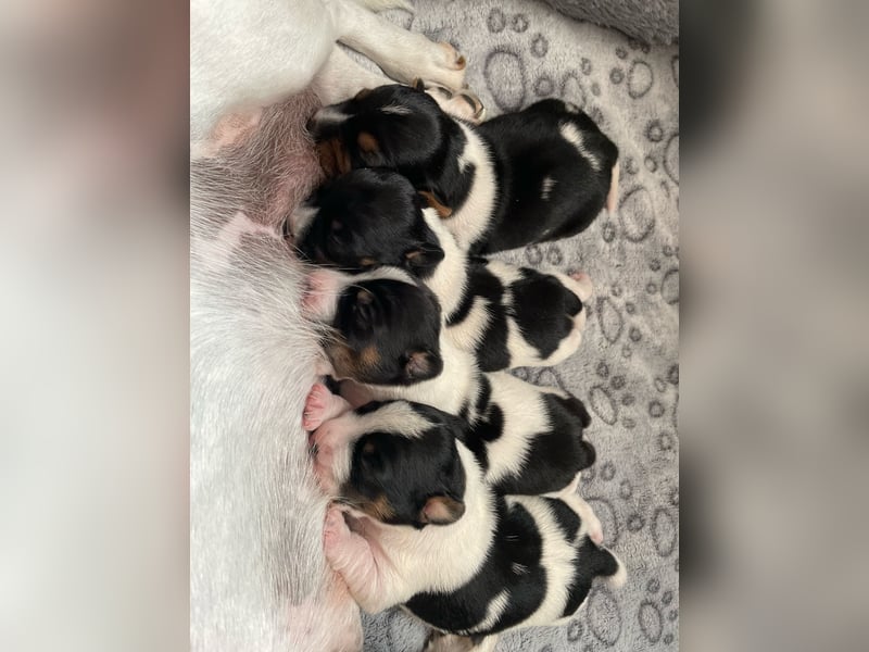 Wunderschöne Jack Russel Welpen