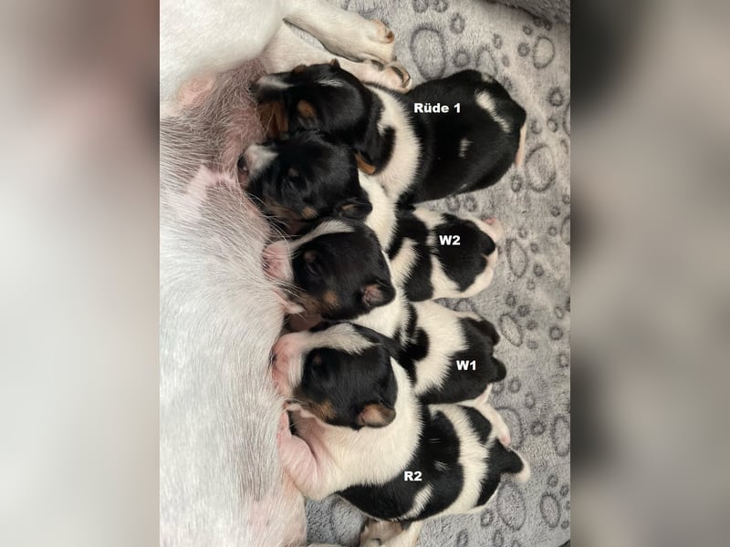 Wunderschöne Jack Russel Welpen