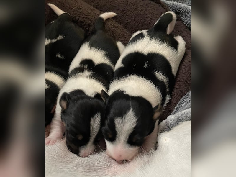 Wunderschöne Jack Russel Welpen