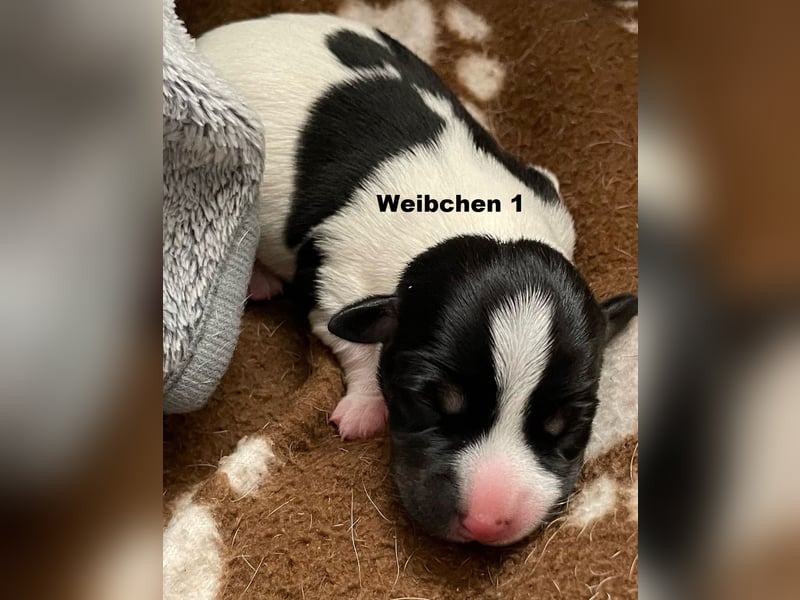 Wunderschöne Jack Russel Welpen