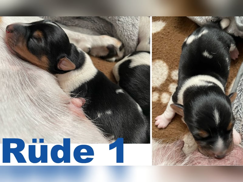 Wunderschöne Jack Russel Welpen