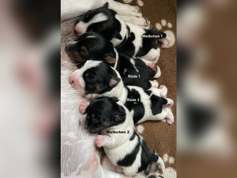 Wunderschöne Jack Russel Welpen