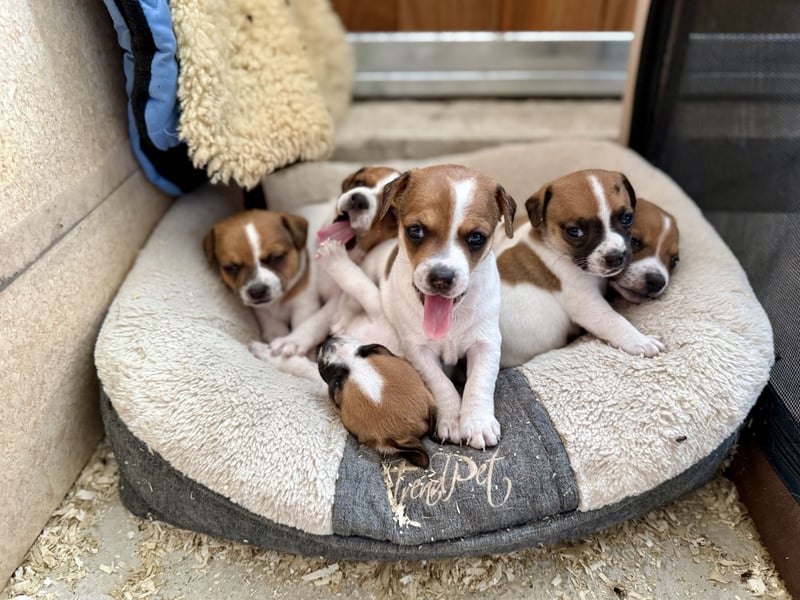 Bezaubernde Jack Russel Rüden