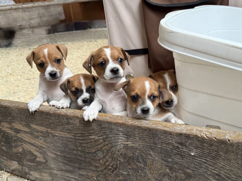 Bezaubernde Jack Russel Rüden