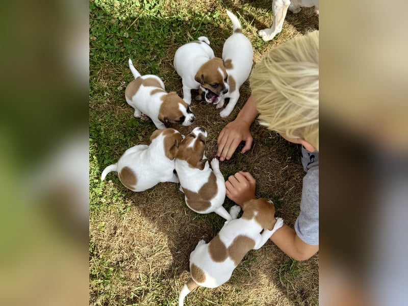 Bezaubernde Jack Russel Rüden
