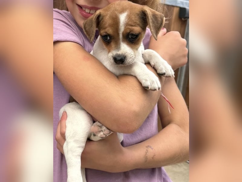 Bezaubernde Jack Russel Rüden