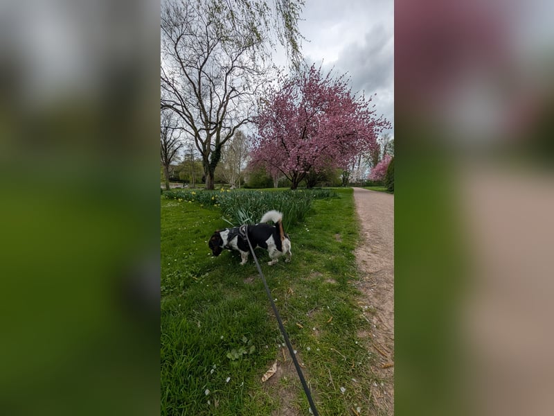 Jack-Russel Fritzi sucht ein neues Zuhause