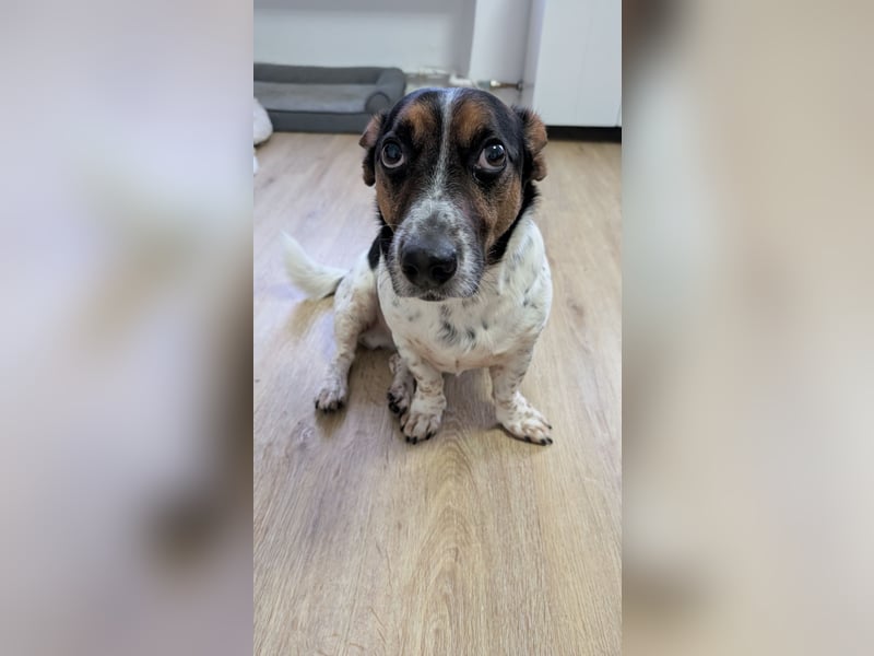 Jack-Russel Fritzi sucht ein neues Zuhause