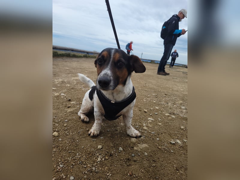 Jack-Russel Fritzi sucht ein neues Zuhause