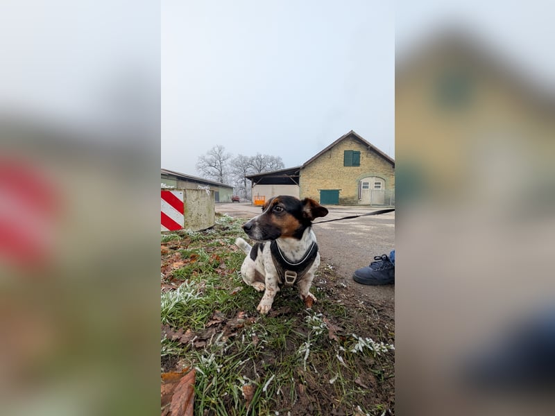 Jack-Russel Fritzi sucht ein neues Zuhause