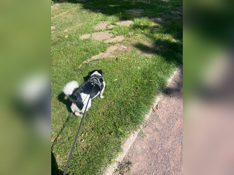 Jack-Russel Fritzi sucht ein neues Zuhause