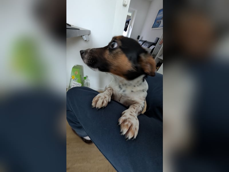Jack-Russel Fritzi sucht ein neues Zuhause