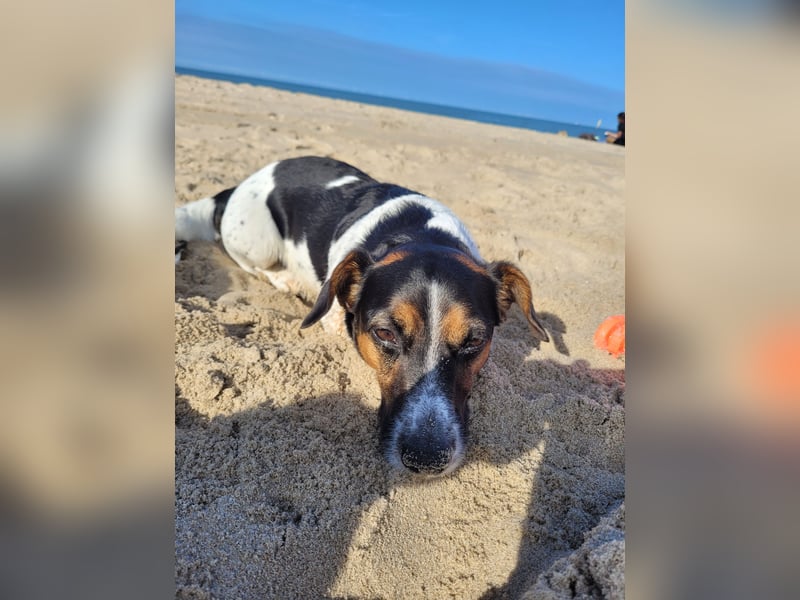 Jack-Russel Fritzi sucht ein neues Zuhause