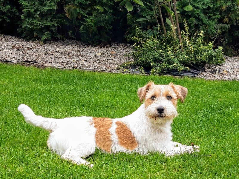 Ultra Quality Zucht von Jack Russell Terrier ZKwP FCI