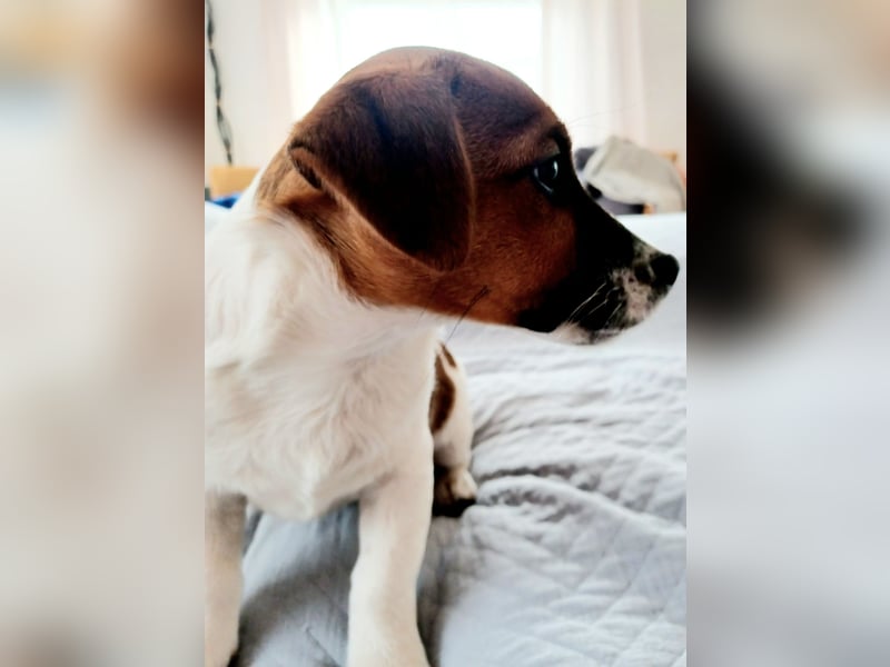 Ultra Quality Zucht von Jack Russell Terrier ZKwP FCI
