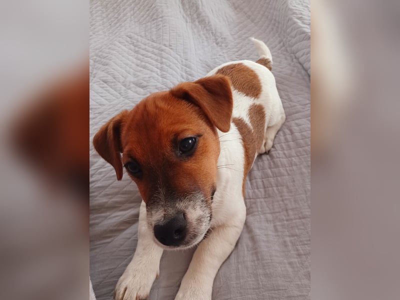 Ultra Quality Zucht von Jack Russell Terrier ZKwP FCI
