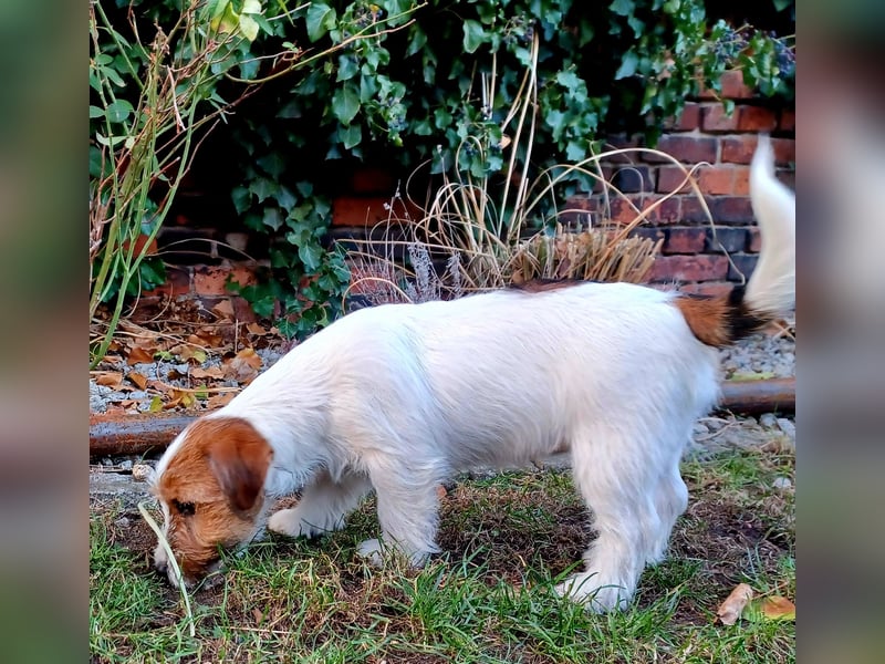 Ultra Quality Zucht von Jack Russell Terrier ZKwP FCI