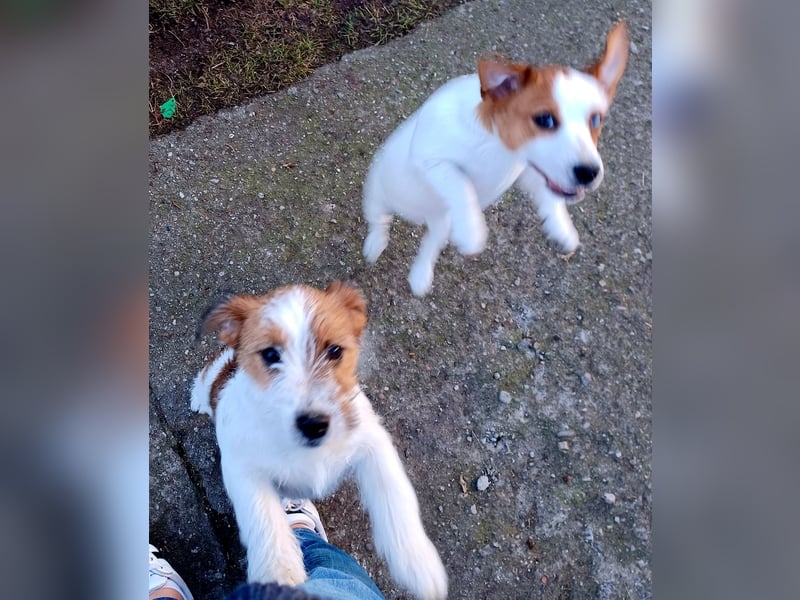 Ultra Quality Zucht von Jack Russell Terrier ZKwP FCI
