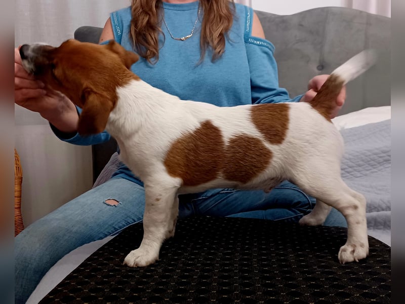 Ultra Quality Zucht von Jack Russell Terrier ZKwP FCI