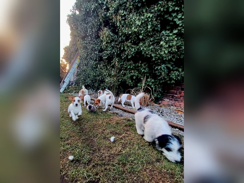 Ultra Quality Zucht von Jack Russell Terrier ZKwP FCI