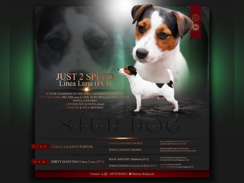 Ultra Quality Zucht von Jack Russell Terrier ZKwP FCI