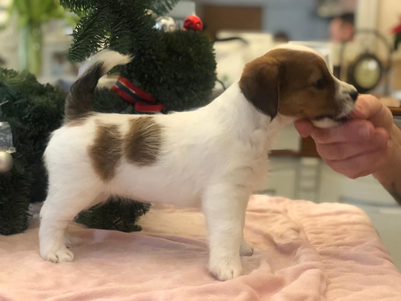Ultra Quality Zucht von Jack Russell Terrier ZKwP FCI