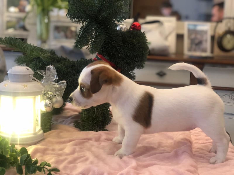 Ultra Quality Zucht von Jack Russell Terrier ZKwP FCI