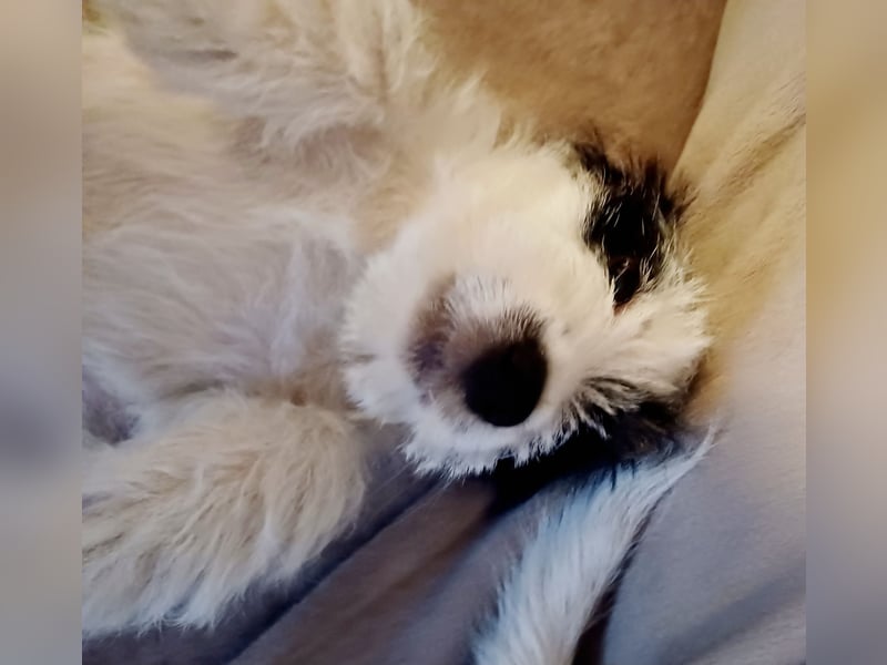Ultra Quality Zucht von Jack Russell Terrier ZKwP FCI